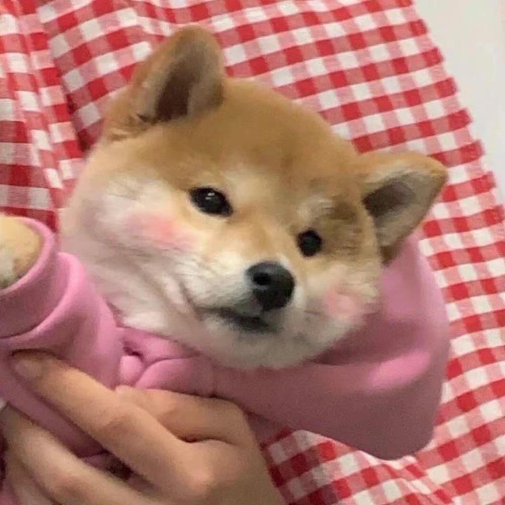 肥柴啊！