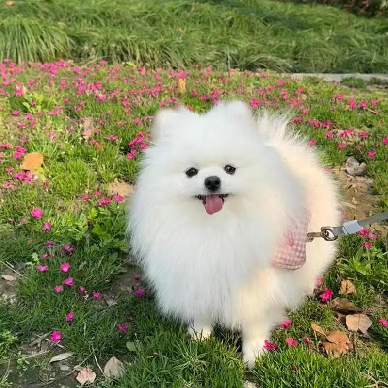 小娜金刚萌宠