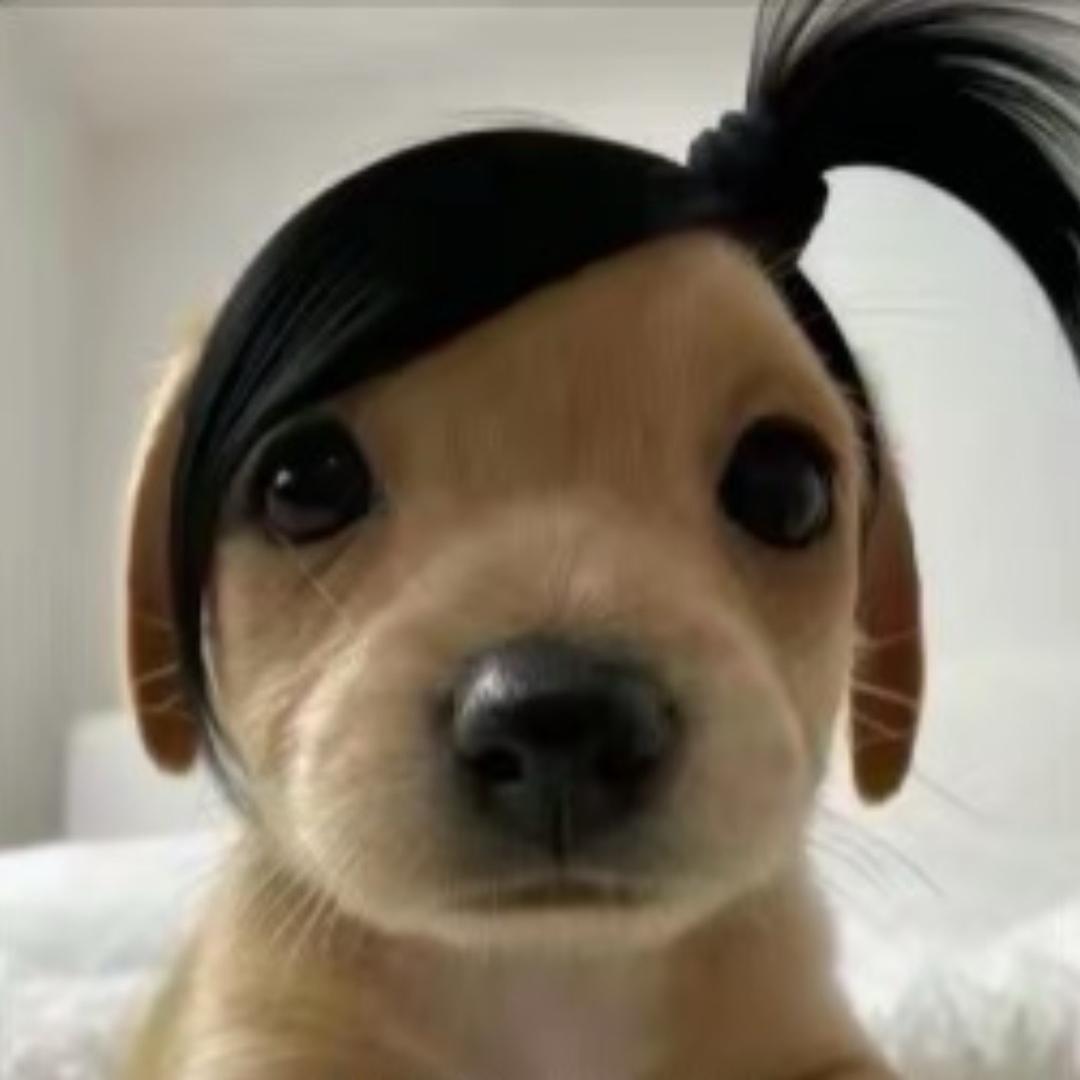晚安小羊