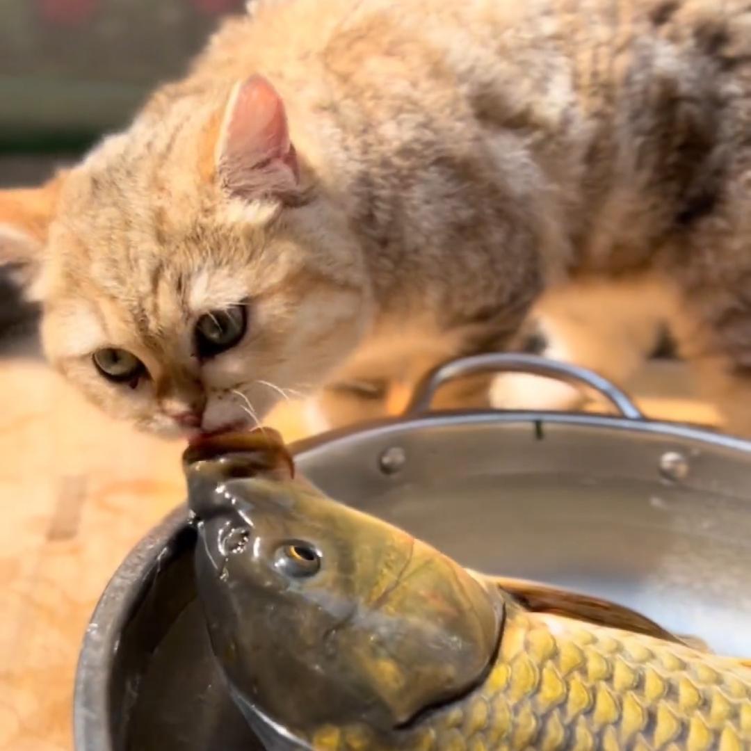 小花猫爱钓鱼