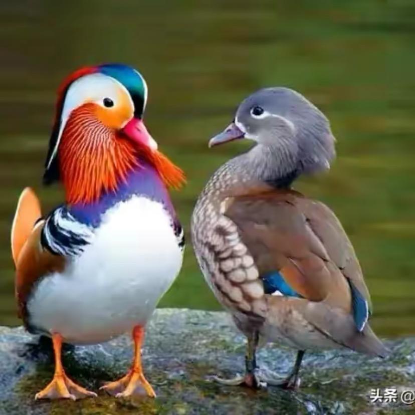 恼里镇郑辛庄村二奇农资店