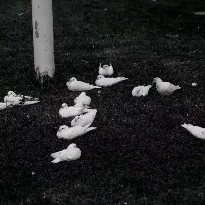 最好的sasd🪤