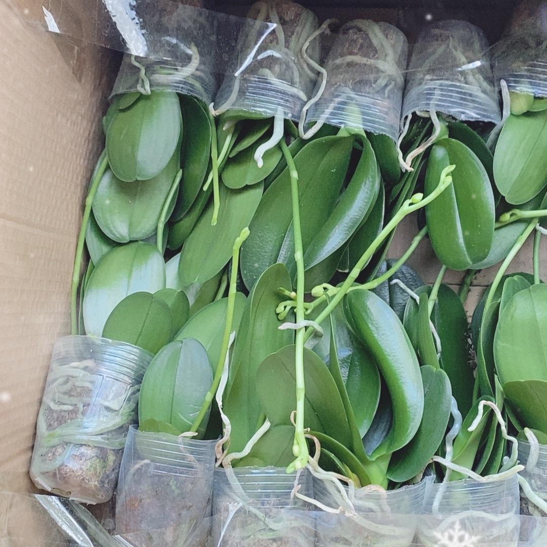 拉夫蝴蝶兰批发直销