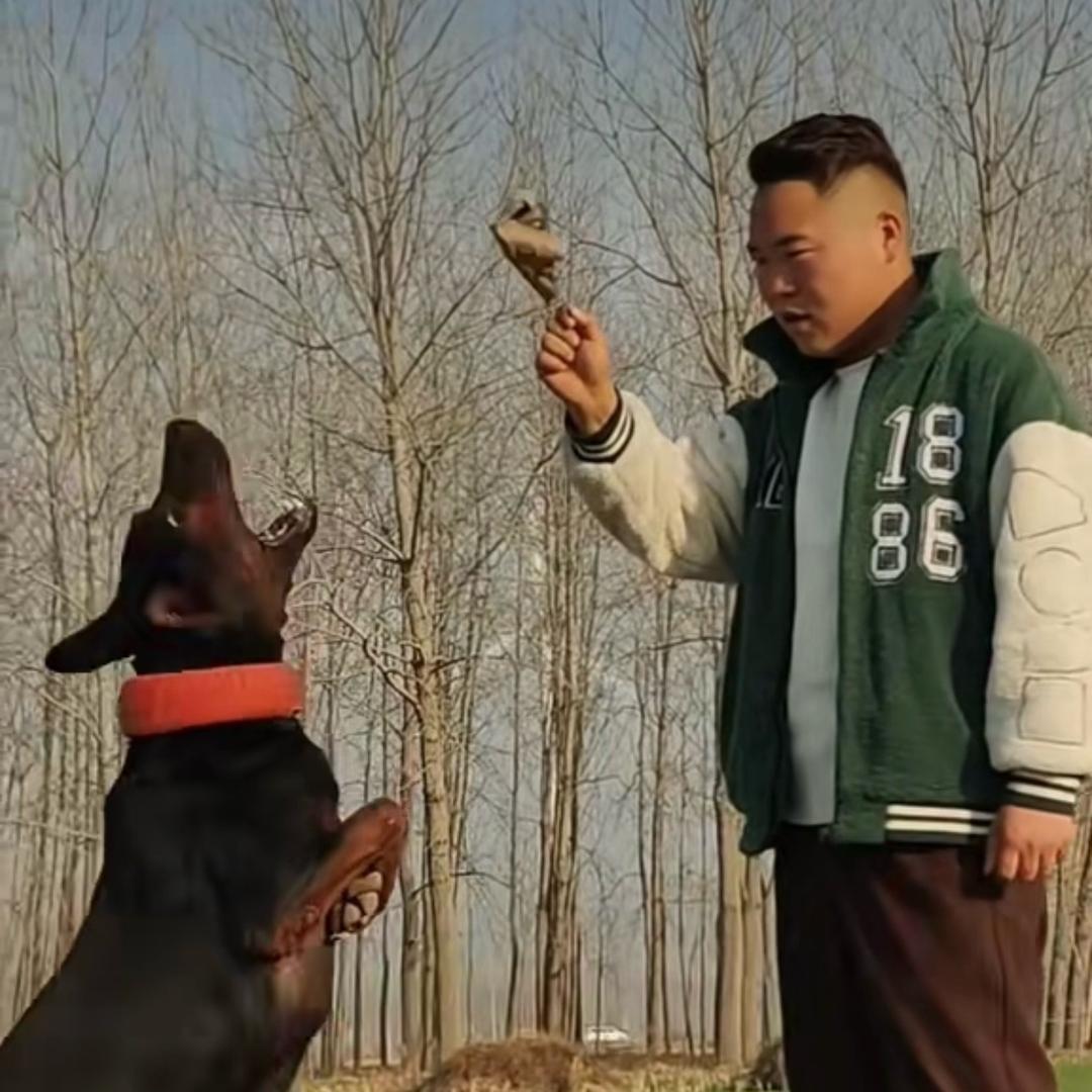 睢宁县魏集镇跃东山红犬舍