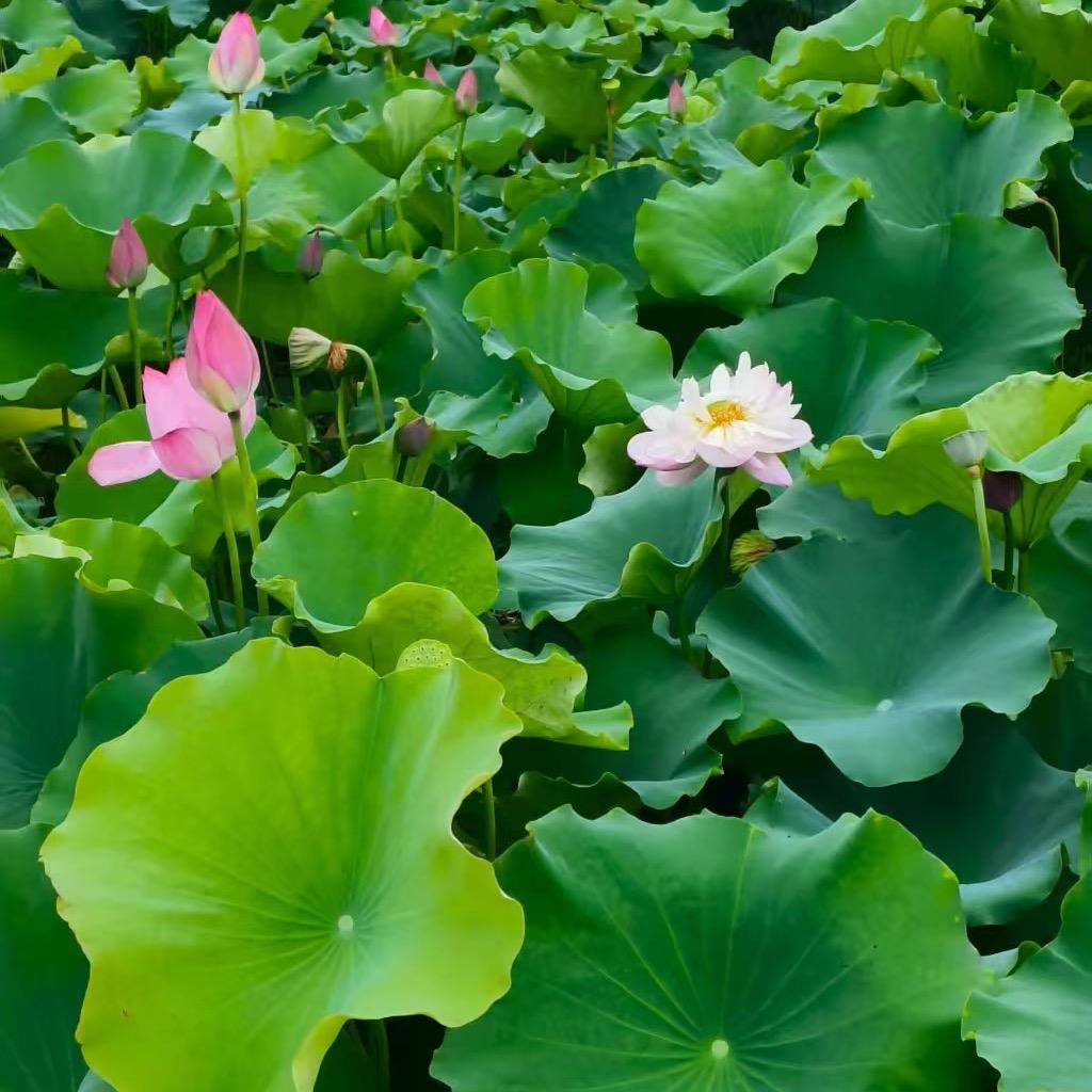9公g甜甜圈⑦5200