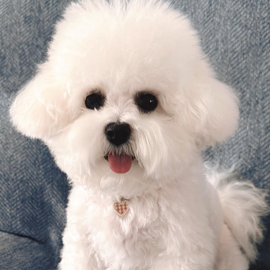 月亮是只小比熊