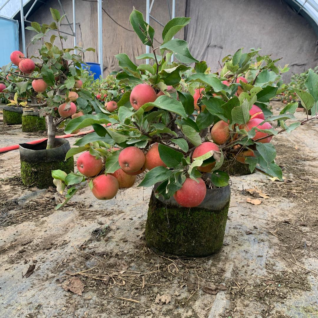 九洲果树盆栽