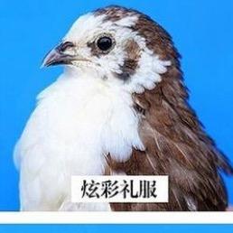 手心里的桂花雀