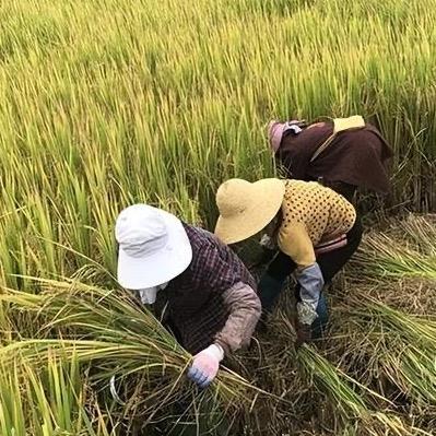 村里大妈跳不齐