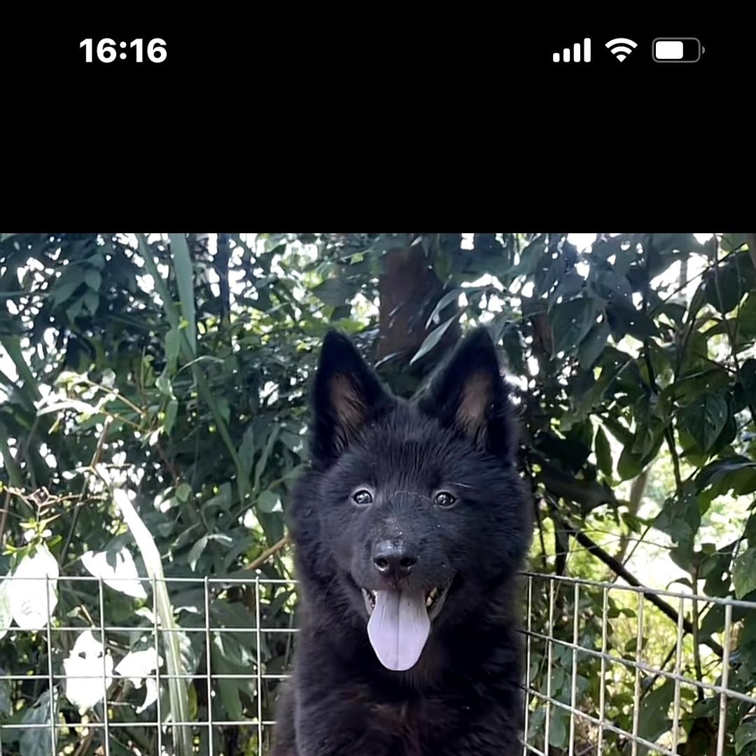 韦哥田园犬