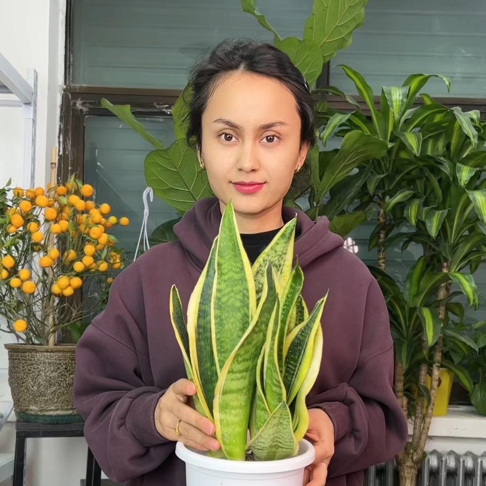 花卉世界GulBazar