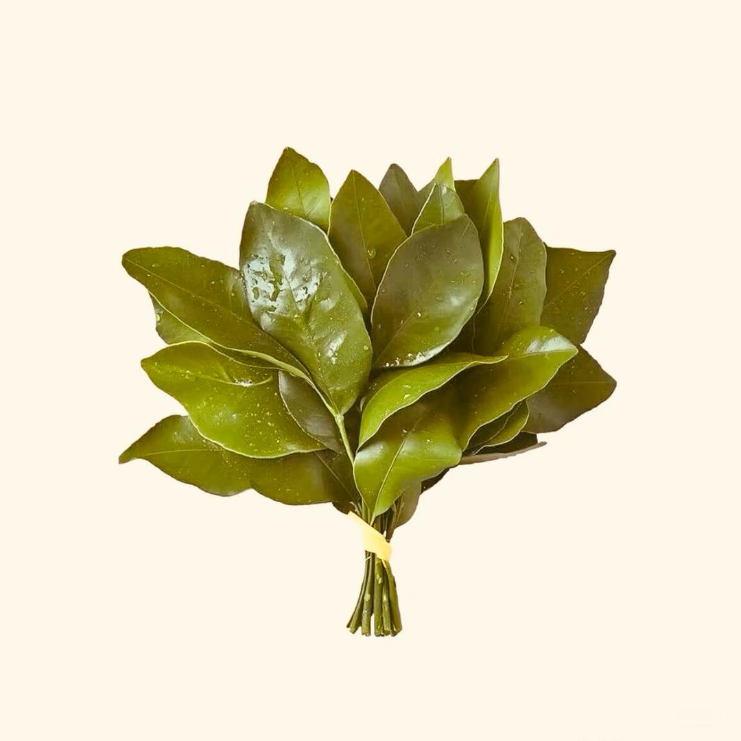 南枝