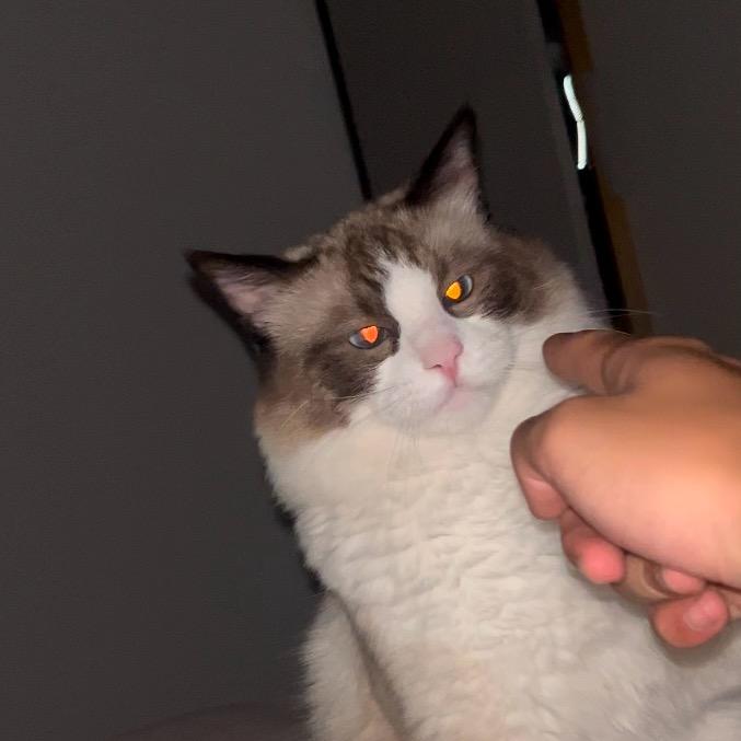 yuyu