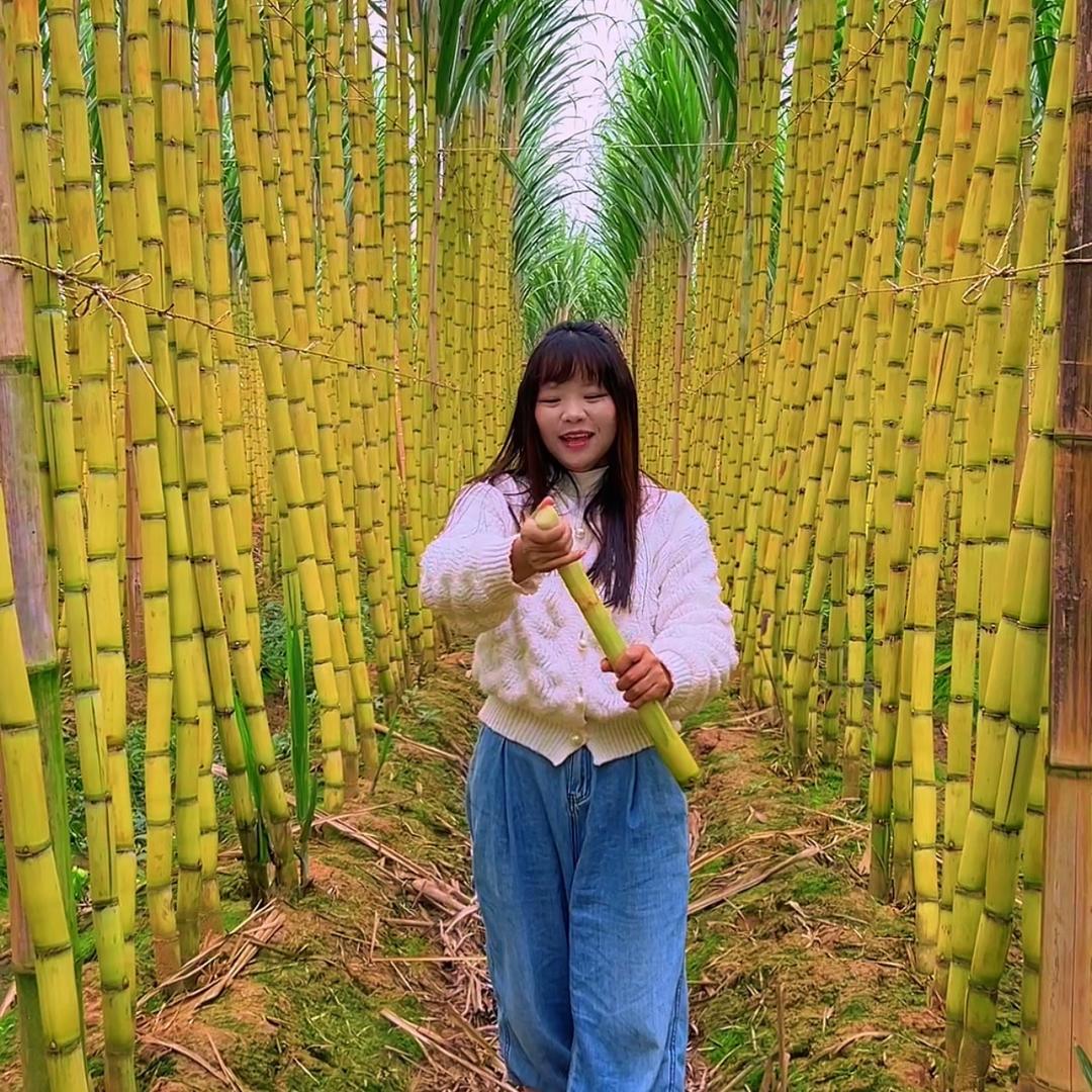 小高家黄金甘蔗