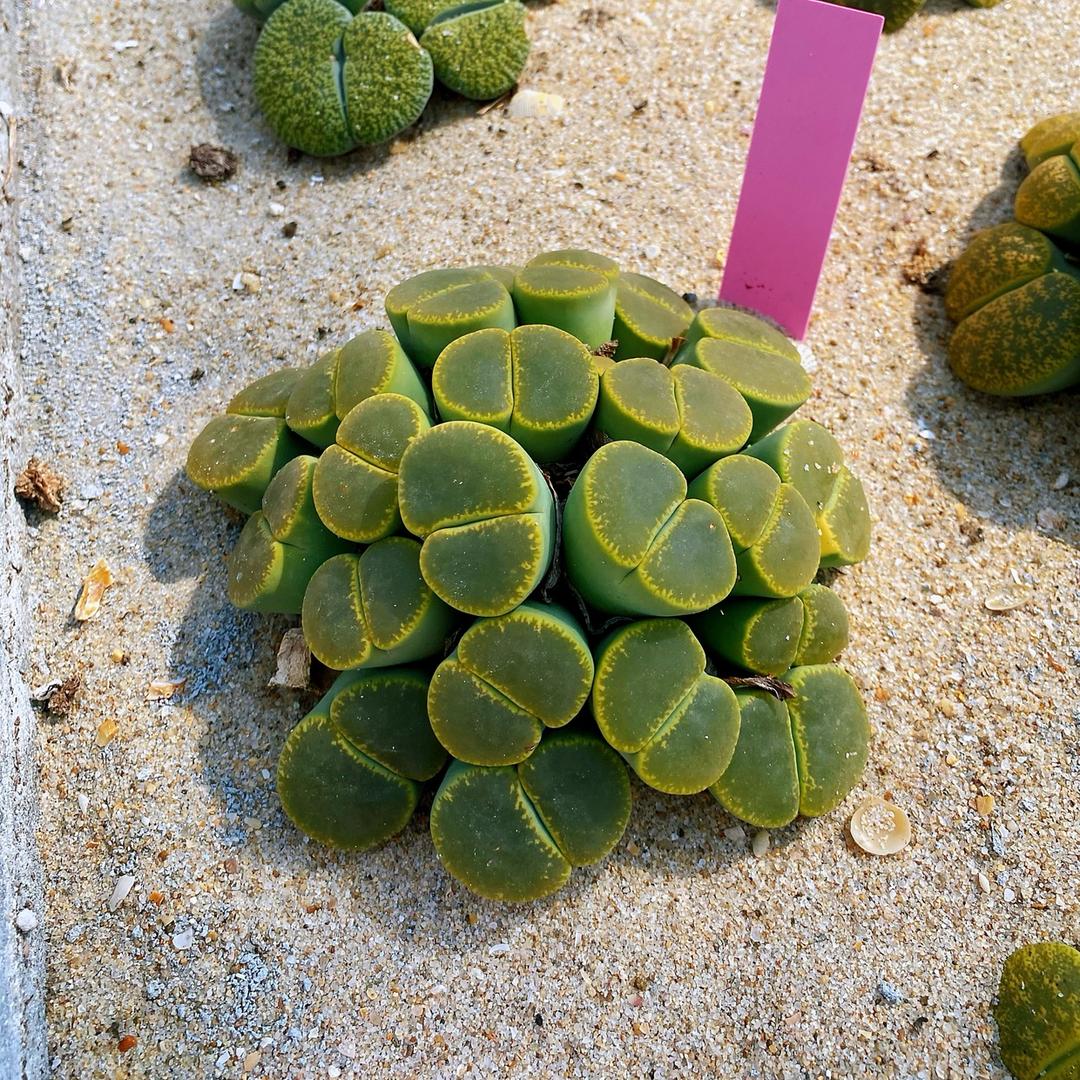 云南鑫淼生石花