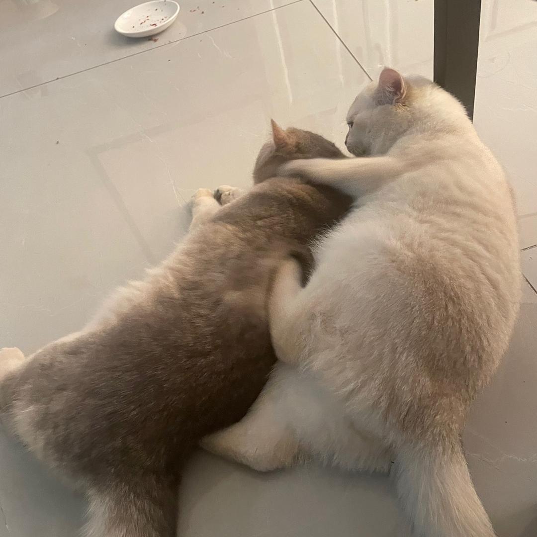 高傲的兜兜