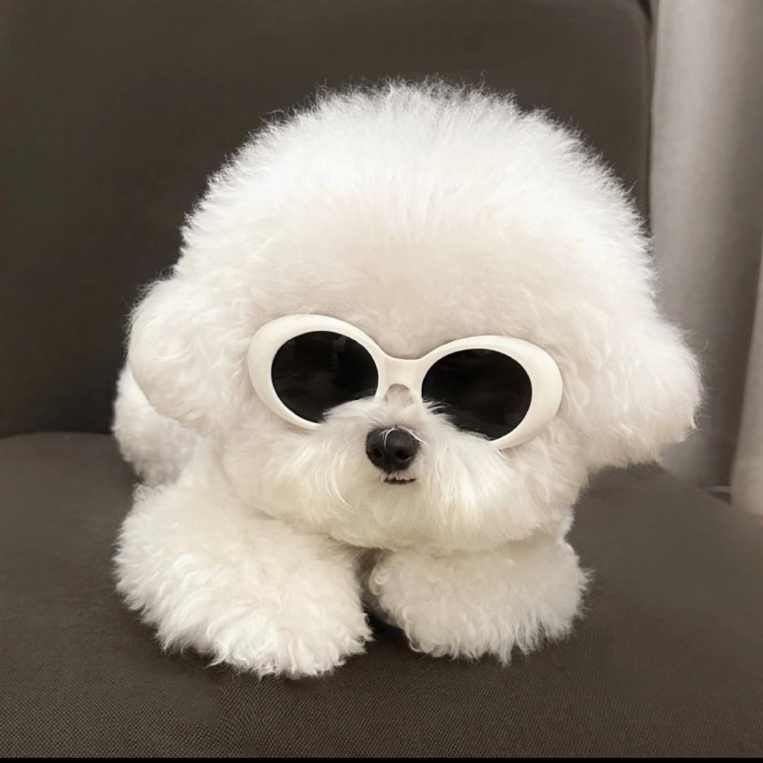 广东得宠犬舍🐾