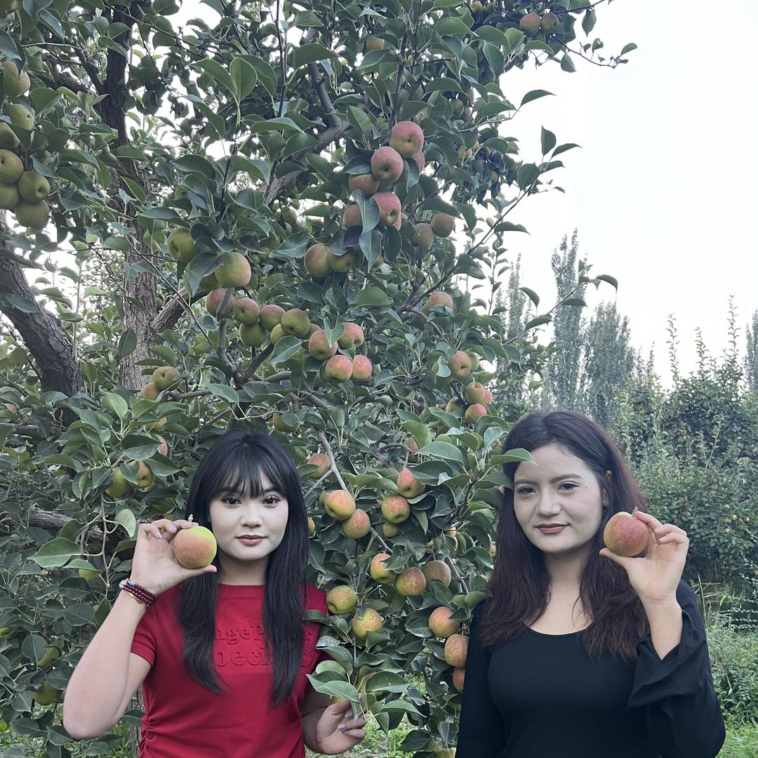疆不二（新疆水果甲天下