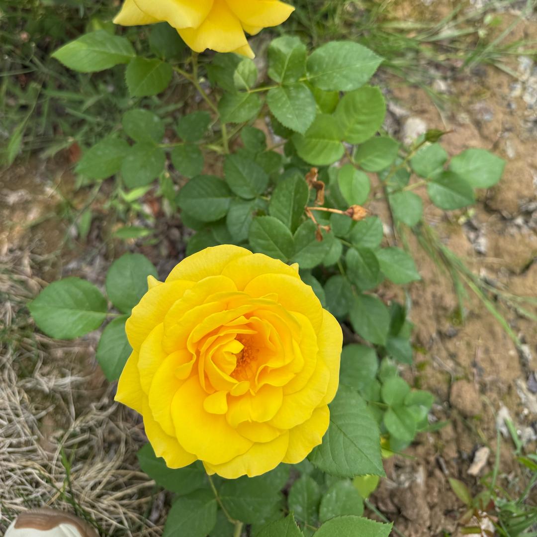 小菲菲