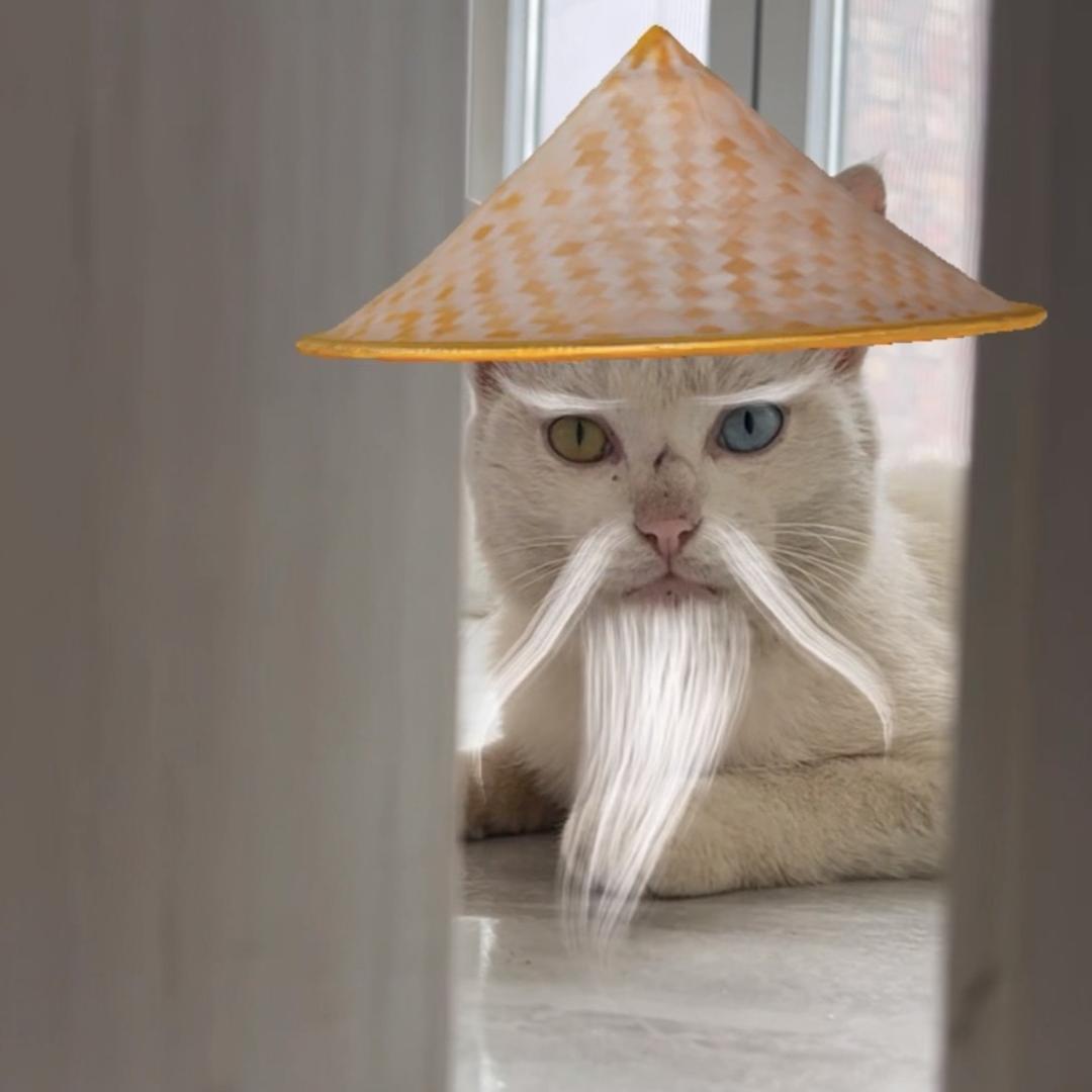 小咪的简单生活