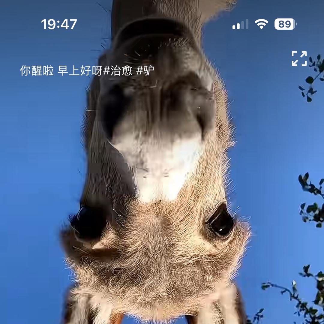 清竹高奢
