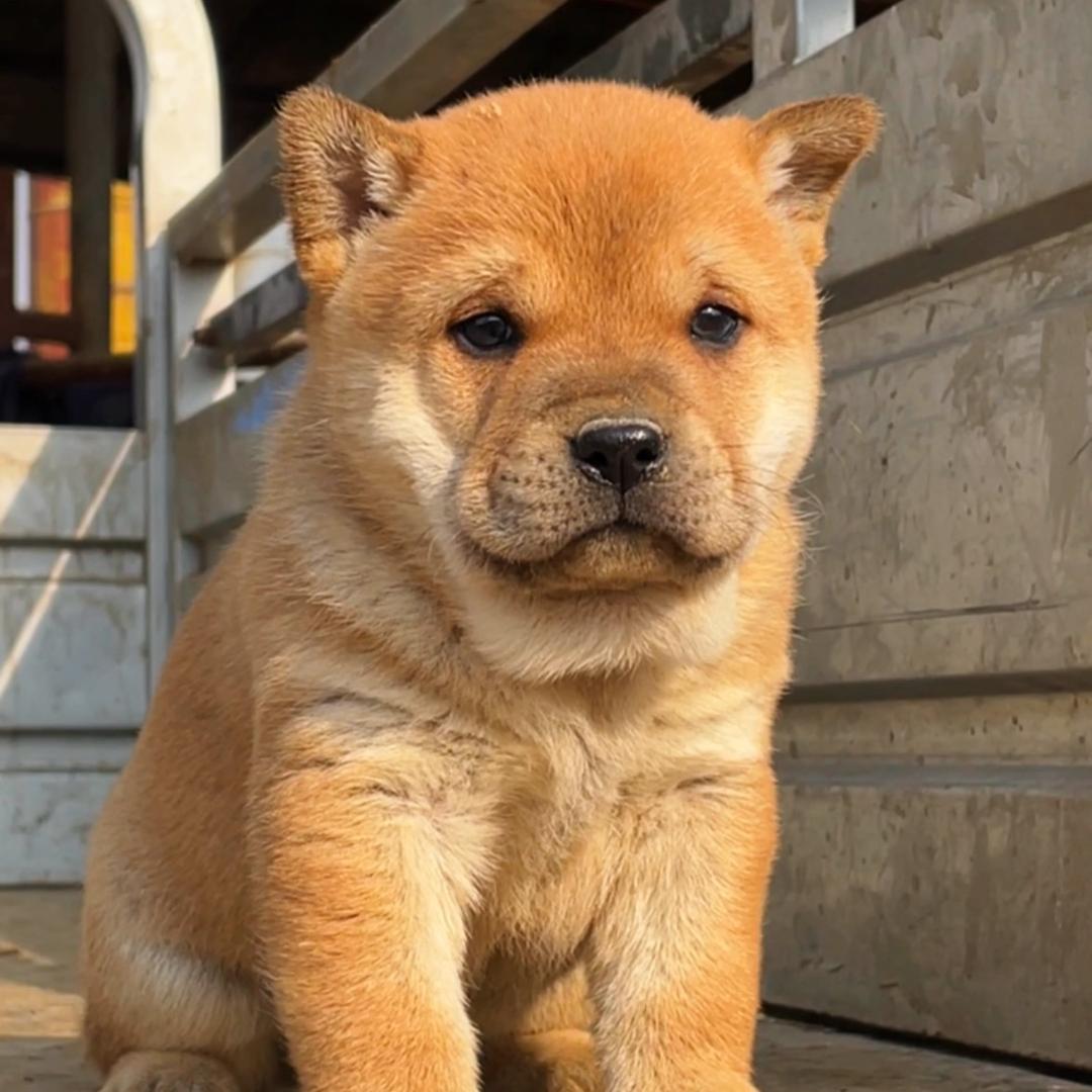 一窝田园犬