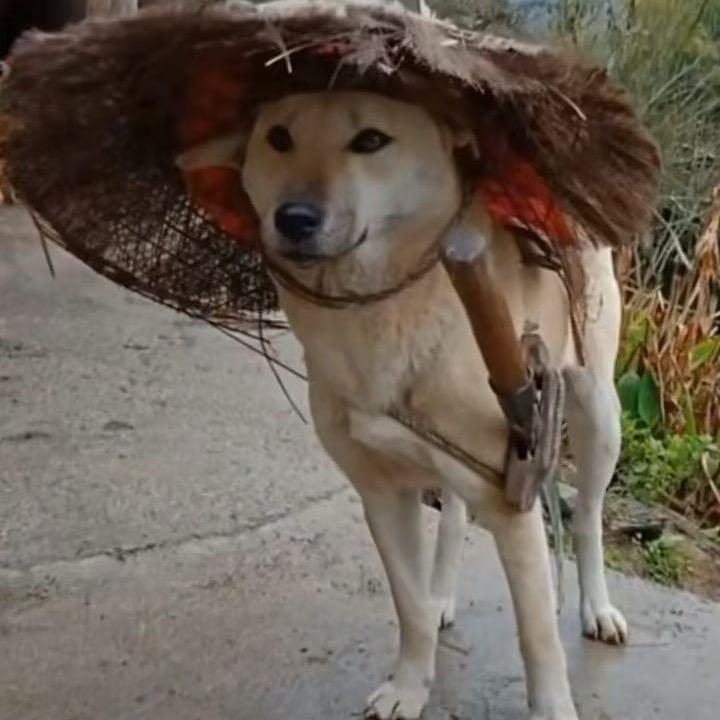 阿良（三角洲行动）