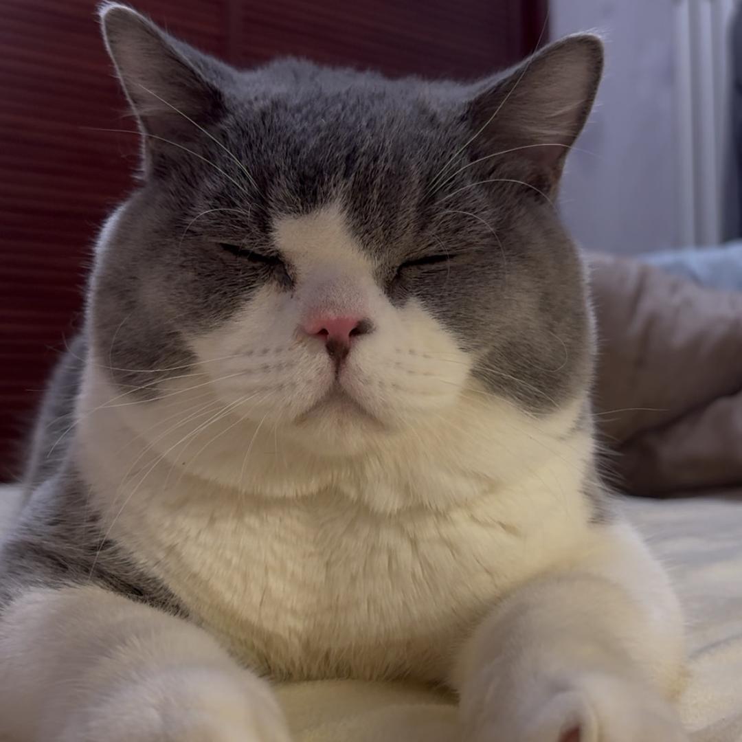 爱躺平的小张飞