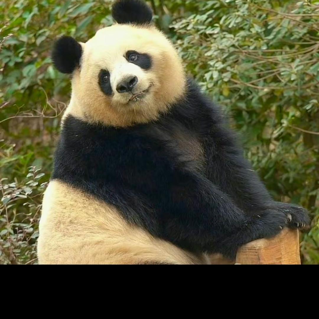 喵喵