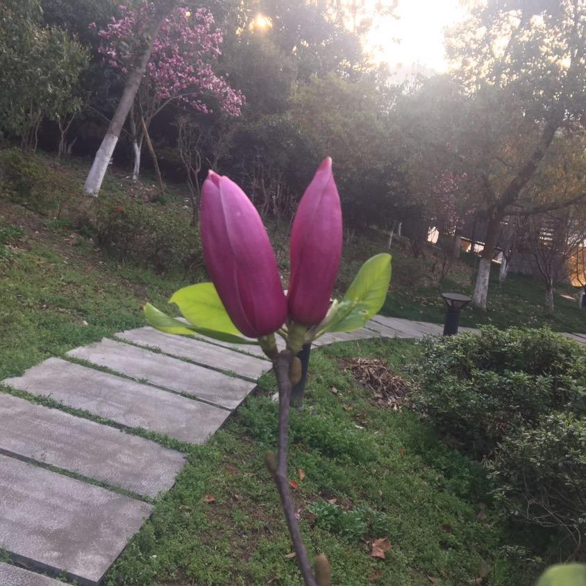 王连琴