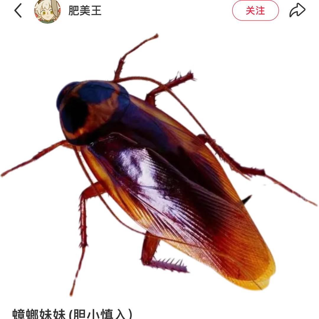 牙牙（变成蟑螂版）