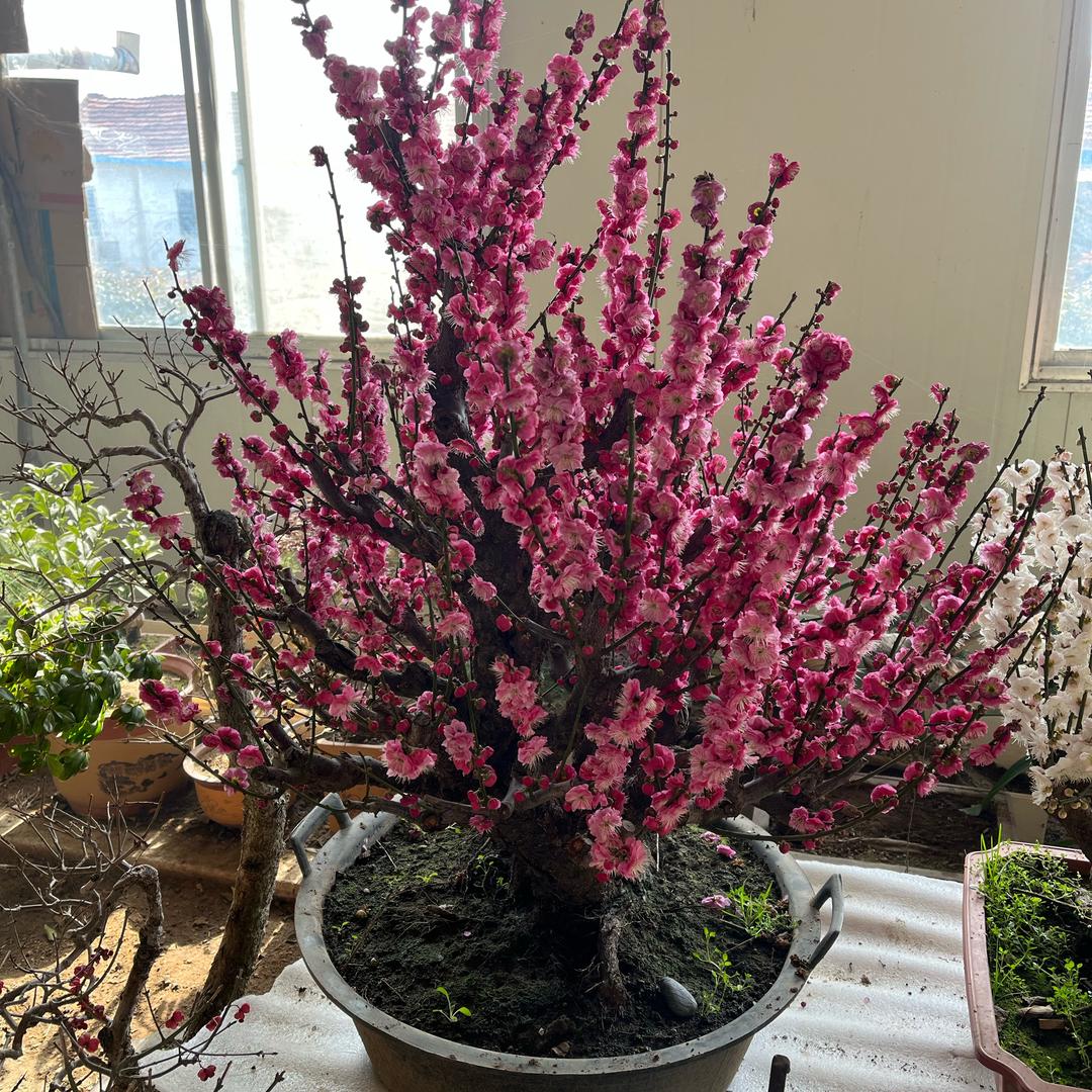 曹先生的梁小姐