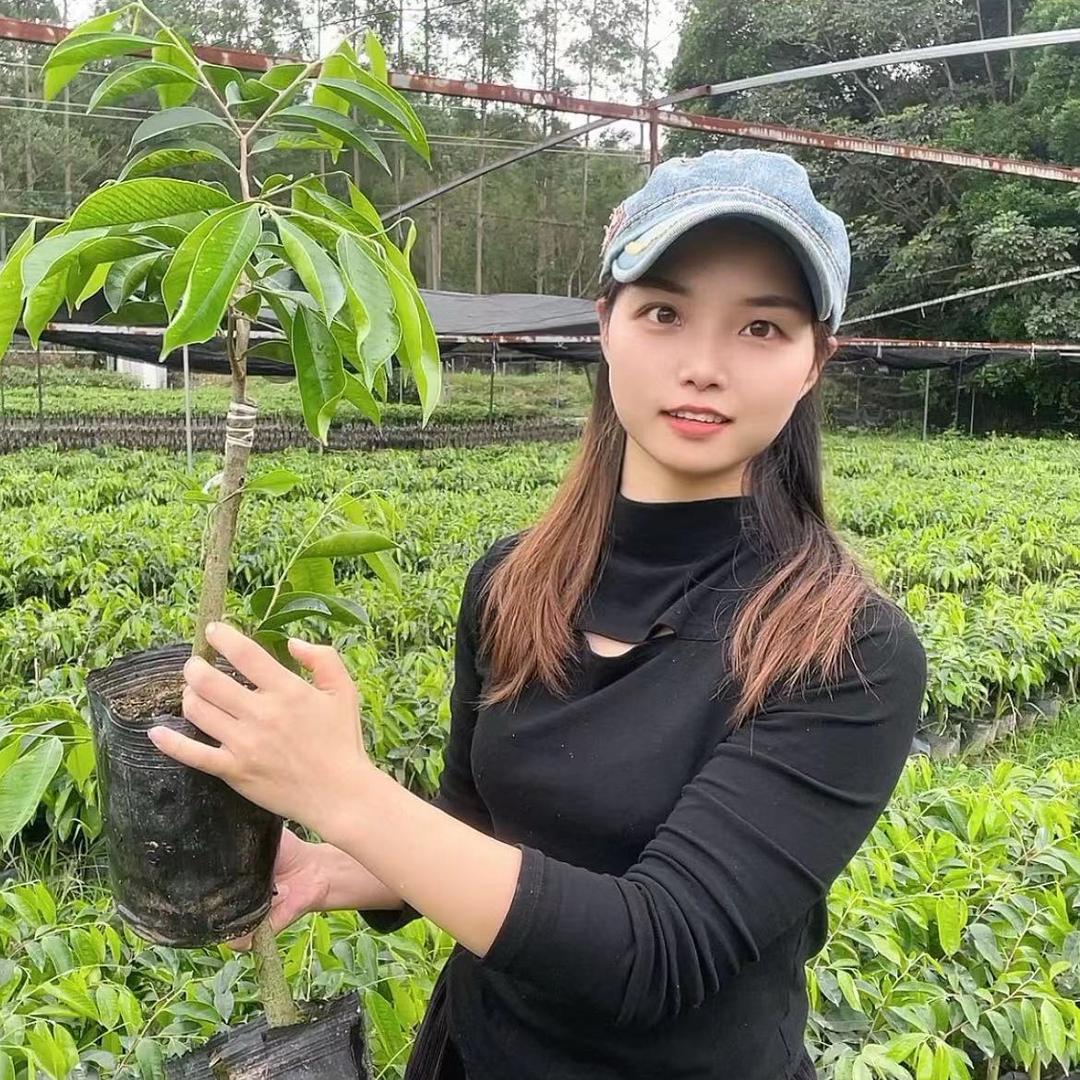 小丽奇楠沉香