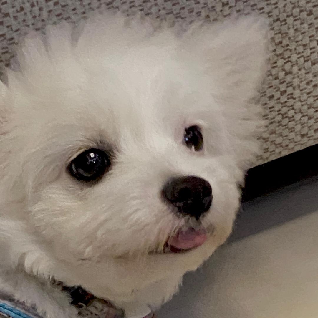 杨优子