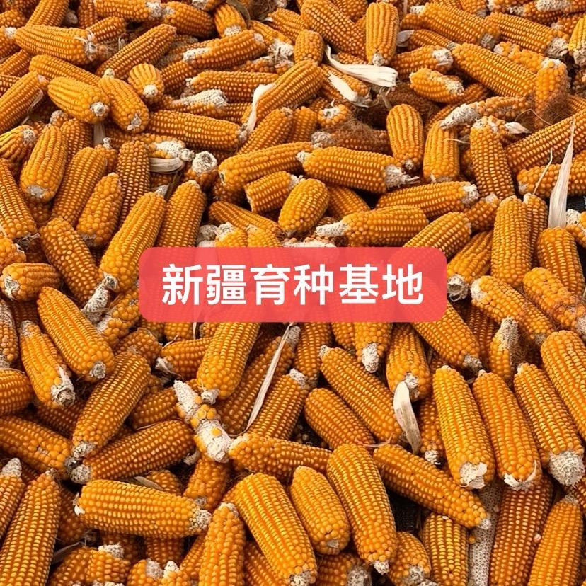 新疆育种基地