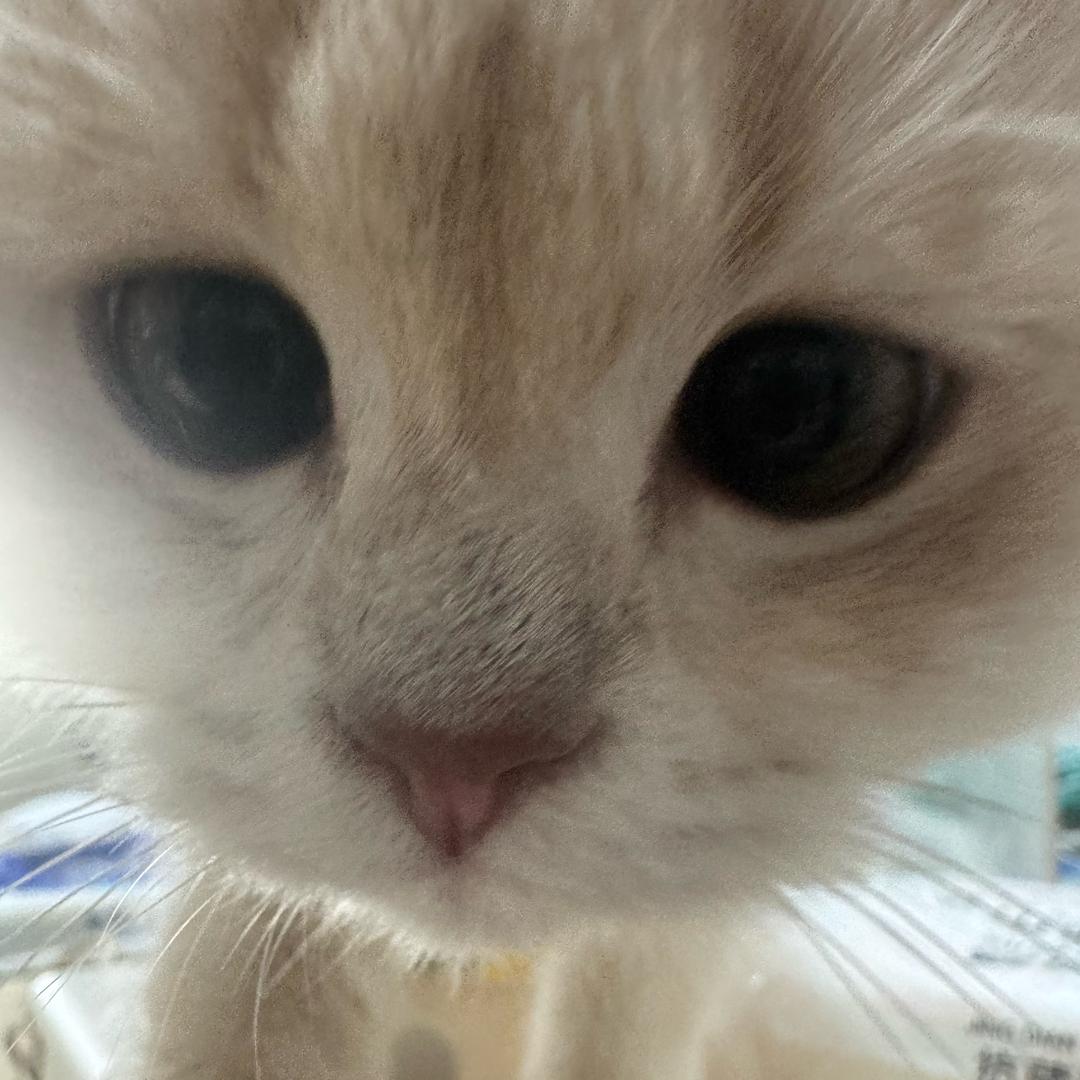 小猪大王