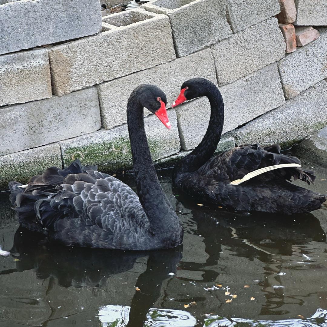 生态养殖基地小颖🦃