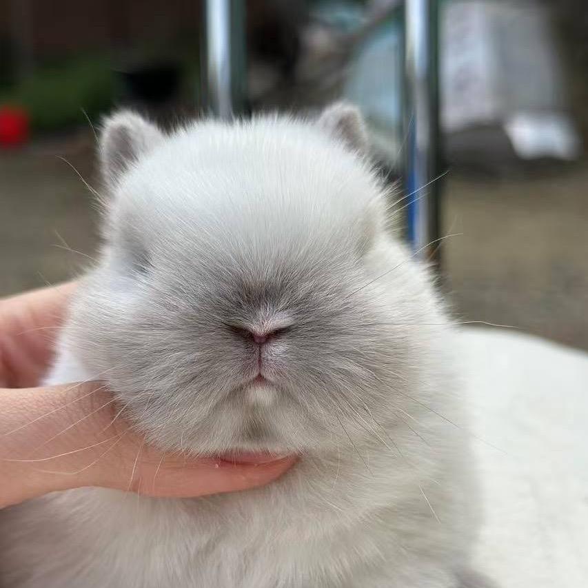 卡卡宠物优选
