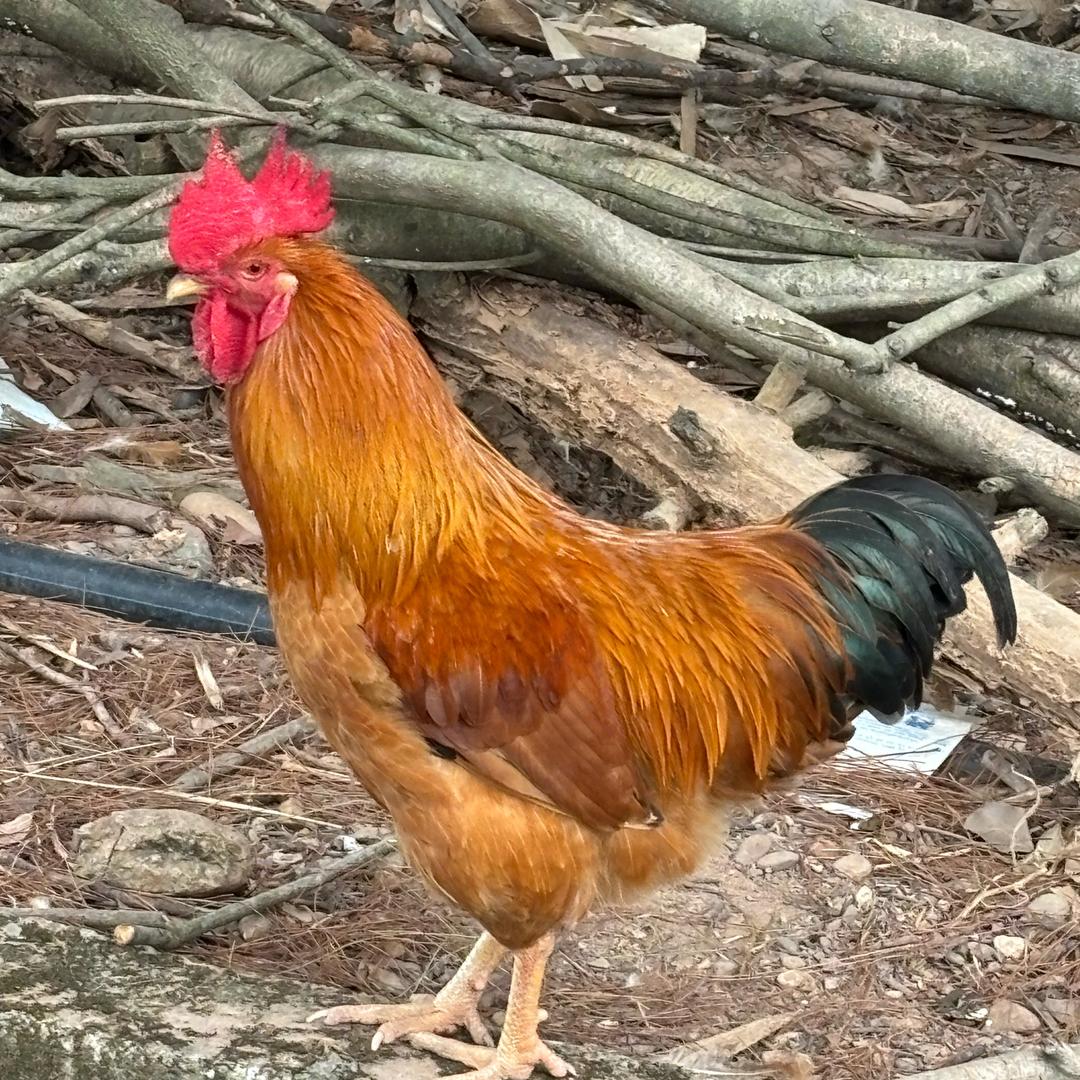 小荣山货