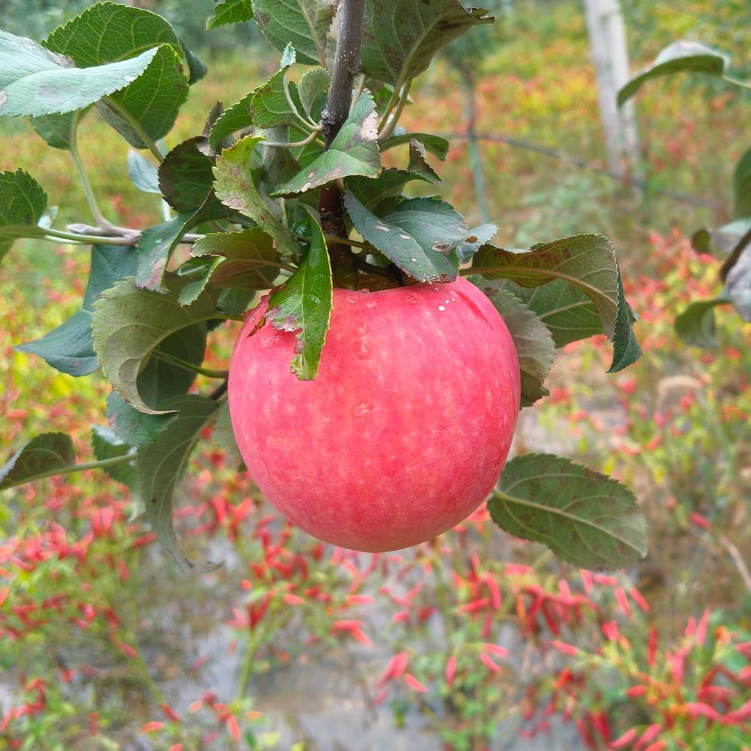 🍎金苹果