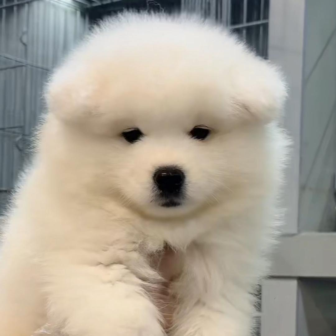 小凡的萨摩耶