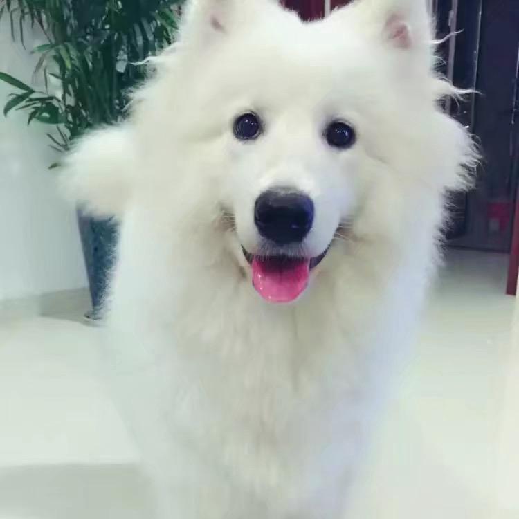 棉花糖