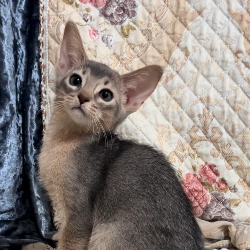 Cc家的阿比西尼亚猫～
