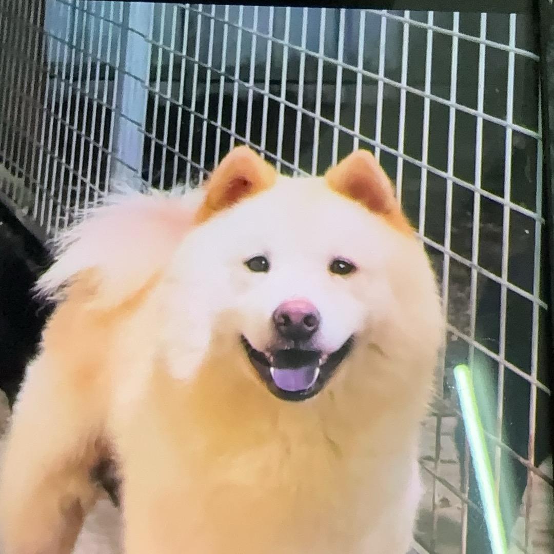 萌猛土松之家