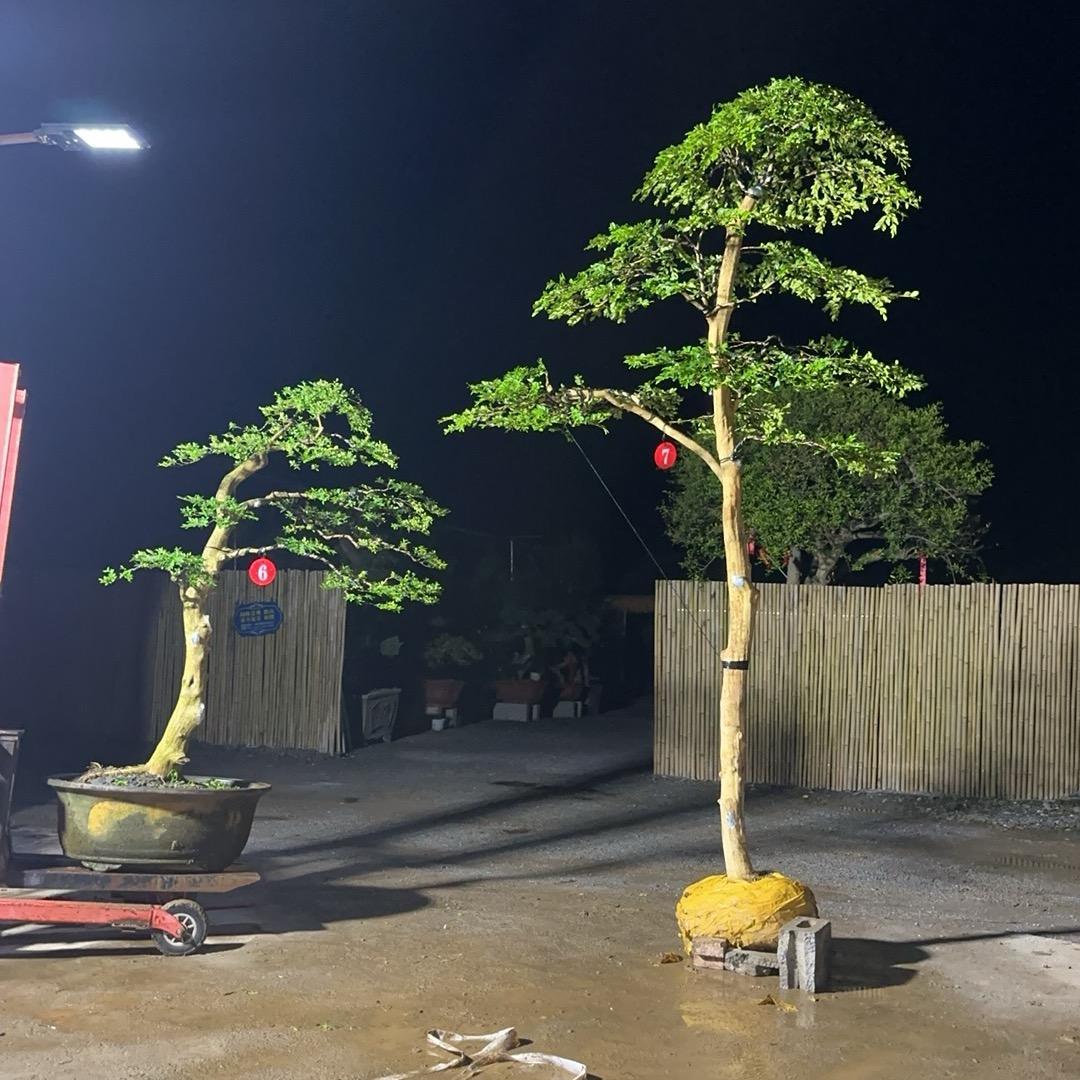 红岩小兰盆景苗木种植专业合作社