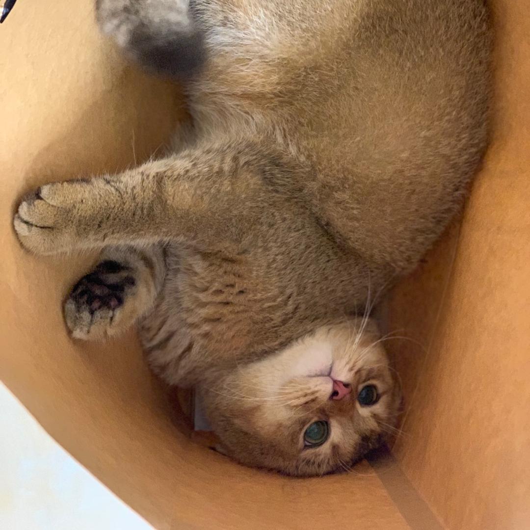 芋圆西米露