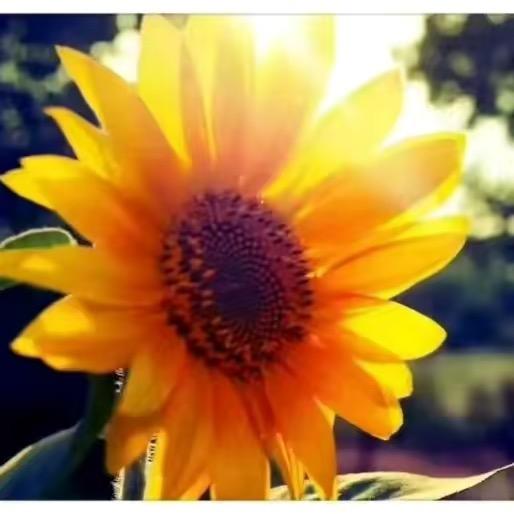 心有暖阳🌻