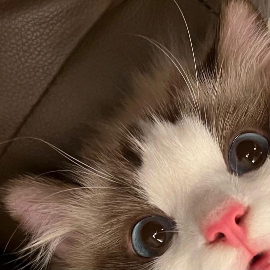 cotton