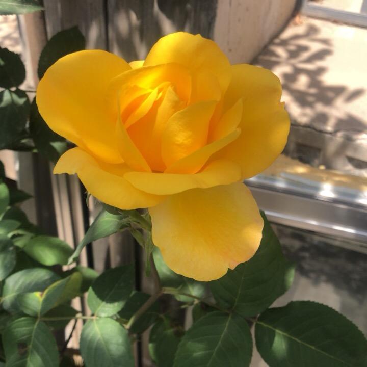 风铃