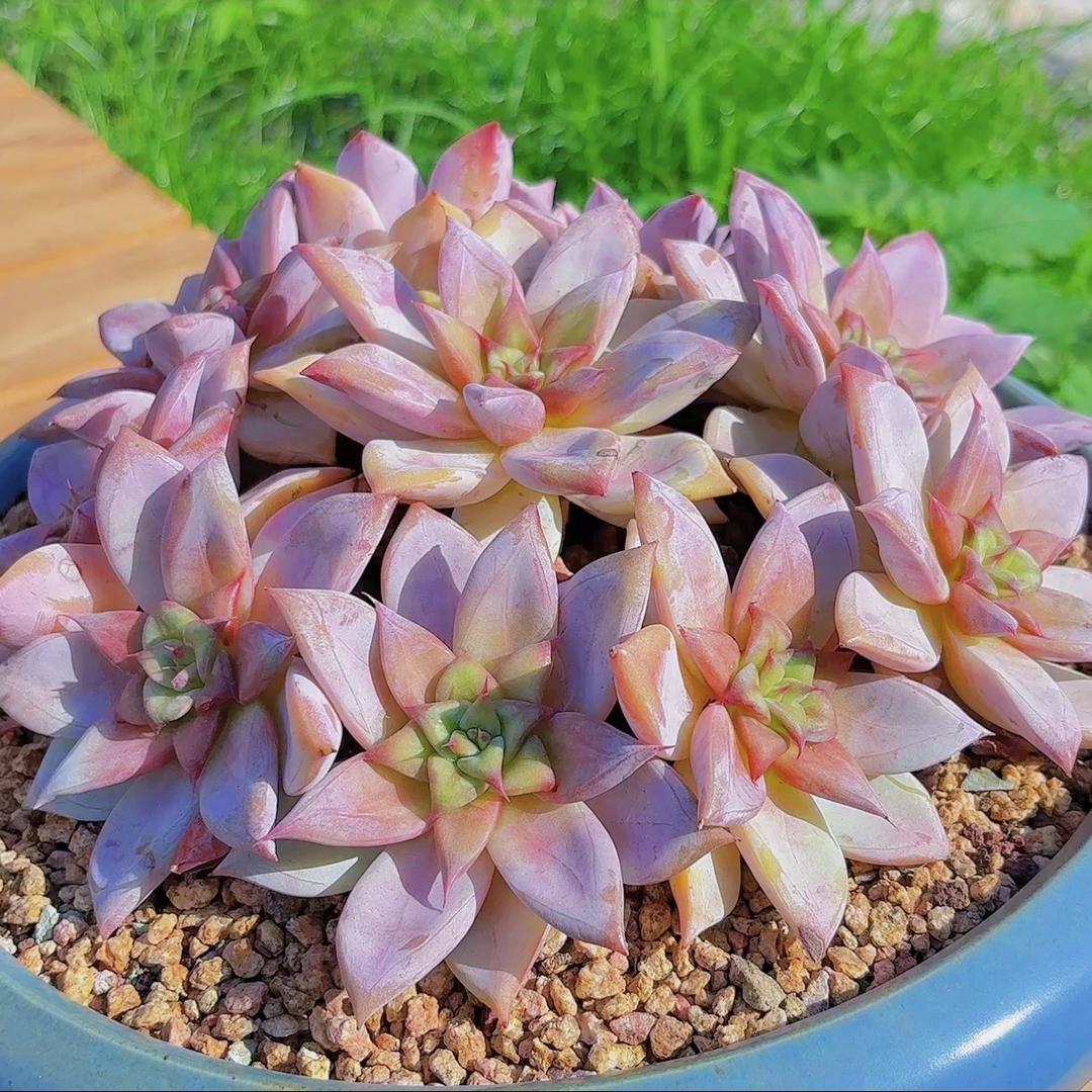 莫娜花卉